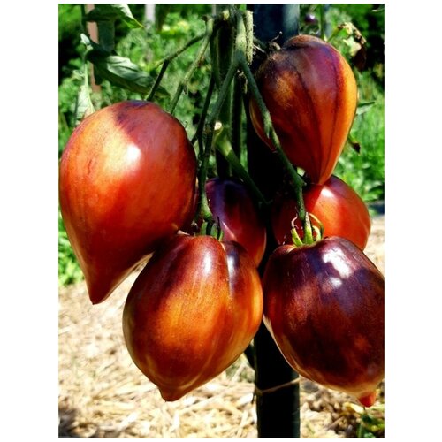 ������ ������ ������ ����� �������� (���������) ������ (Crushed heart), 10 ���� ����