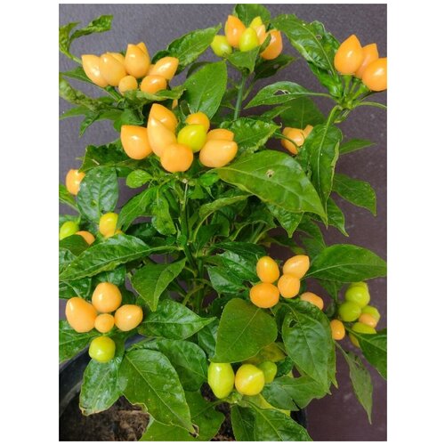 ������ ������ ������ ������ ����� Pimenta Caixo, 5 ���� ����