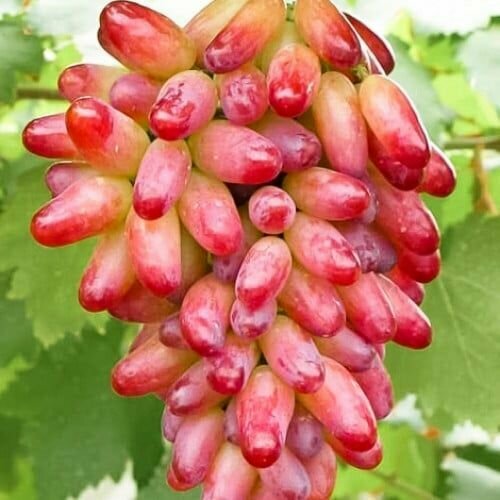 ������ ������ �������� �������� ������� (2 ��) ����