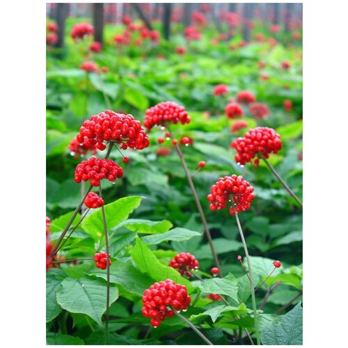 ������ ������ ������ �������� ������������ (Panax ginseng), 5 ���� ����