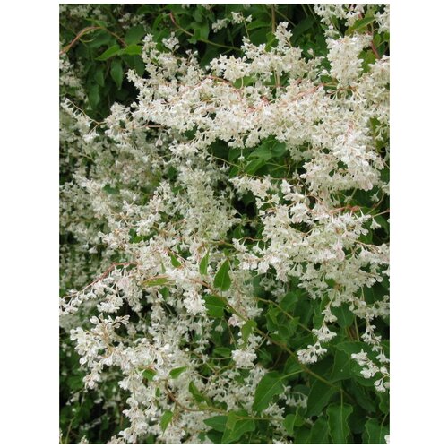 ������ ������ ������ ����� ������������� (Fallopia baldschuanica), 30 ���� ����