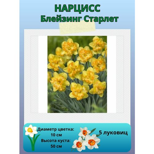 ������ ������ ������� �������� ����, ����������� �����, �������� ��� ������� 5 �� ����