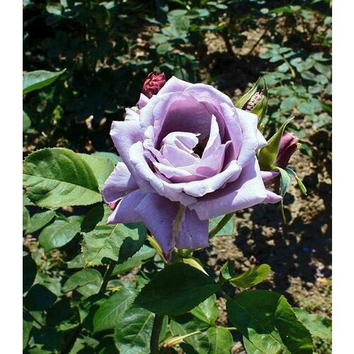 ������ ������ ���� ��������� ������� ����� ����