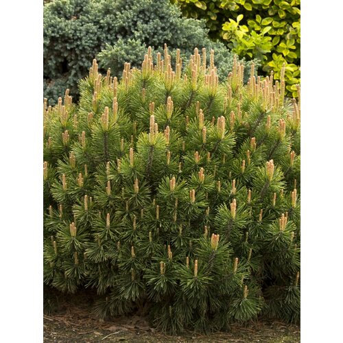 ������ ������ ������ ����� ������ ����� (Pinus mugo Mughus), 20 ���� ����