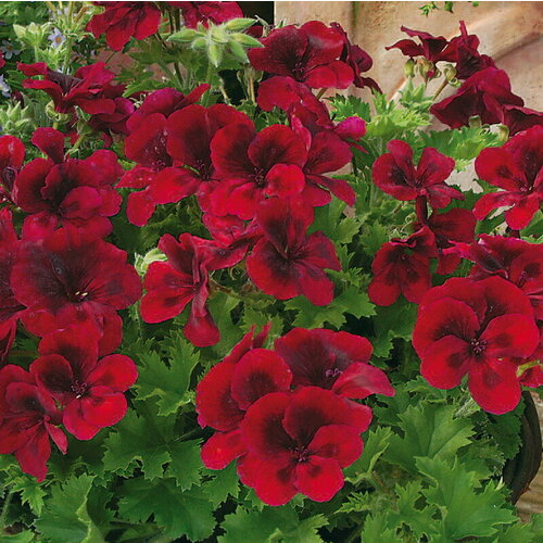 ������ ������ ������ ���������� ����������� ����� ������� ���� ��� 4 �� (1 �������� (O)) ����