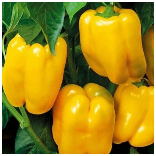 ������ ������ ������ ������ ����� ������� ��� ����� 10 ��. ����