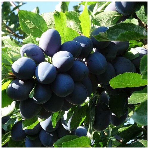 ������ ������ ������ ������ ����� ������ ������������� 5 ��. ����