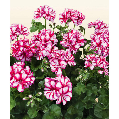 ������ ������ ������ ���������� ������������ ������� ����� 3 �� (1 �������� (O)) ����