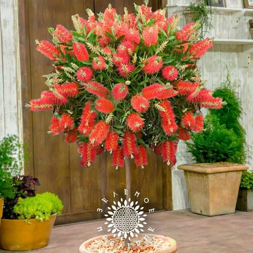 ������ ������ ������ ����������� �������� (���. Callistemon citrinus) 10�� �� Green Legacy ����