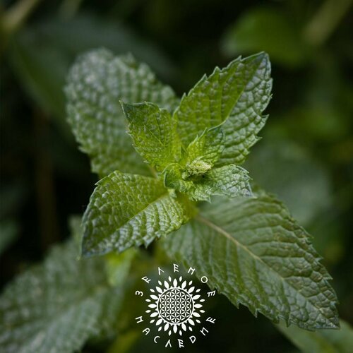 ������ ������ ������ ���� �������� (���. Mentha piperita) 150 �� �� Green Legacy ����