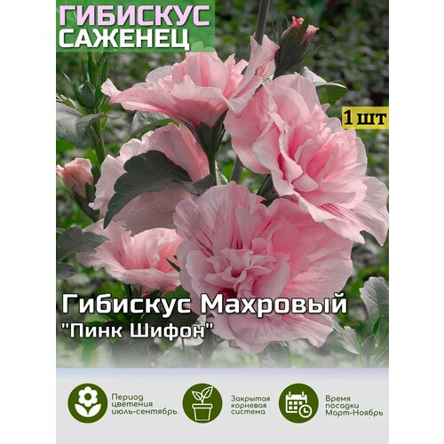 ������ ������ �������� ���� ����� ������� ��� ����