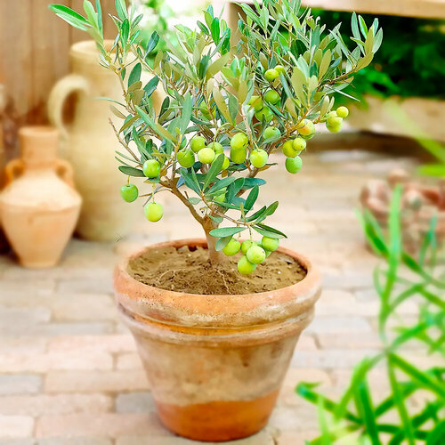 ������ ������ ����� ����������� �����, ������, 5 �� ����