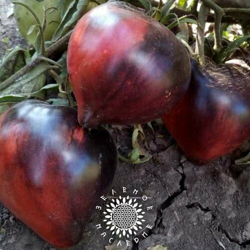 ������ ������ ������ ����� ������� ������ (���. Solanum lycopersicum) 10�� ����