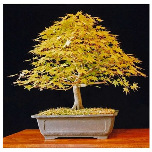 ������ ������ �������� ������ ��� - ������ ������ ����