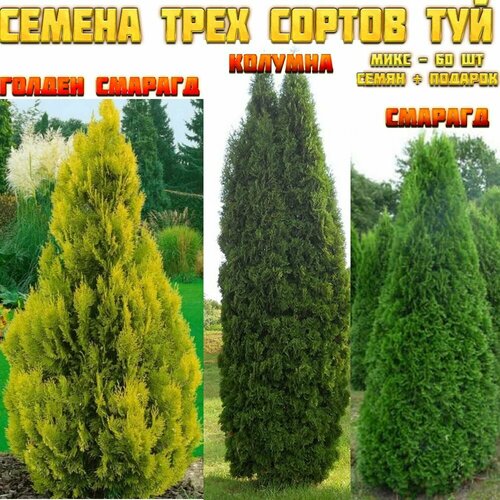 ������ ������ ������ ��� 60 ��. ���� �� 3-� ������ �������� ��� - �������, ������ ������� � �������. + ������� ����