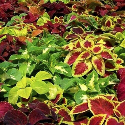 ������ ������ ������ ����� ����� ������� (0,1��), ����� ��� ������ (����������� 2,5�)-1��, ������ ������ ��� �������, ������� � ���� ����