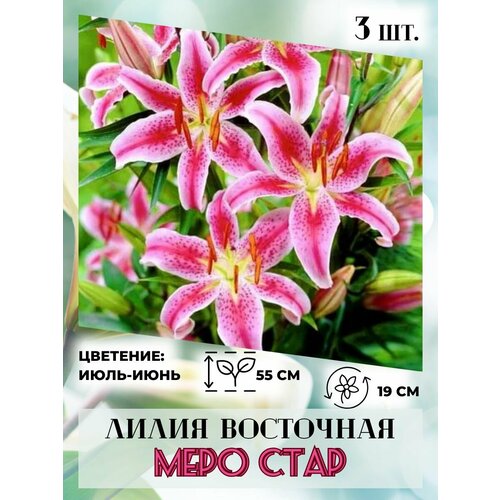 ������ ������ ����� ��������� ���� ����, �������� 3 ����� ����