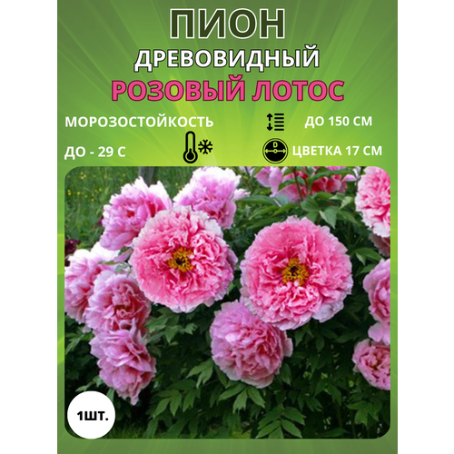 ������ ������ ���� ������� ����� 1 ��. ����