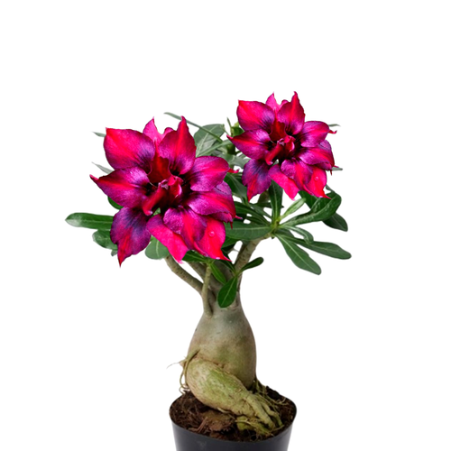 ������ ������ ������������ ������ ������� Purple King 3 �� ����