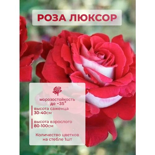 ������ ������ ������� ���� ������ ����