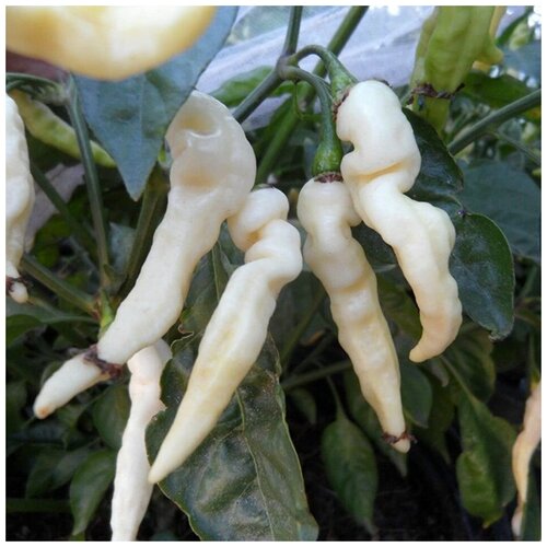 ������ ������ ������ ������ ����� ������ Murupi 5 ��. ����