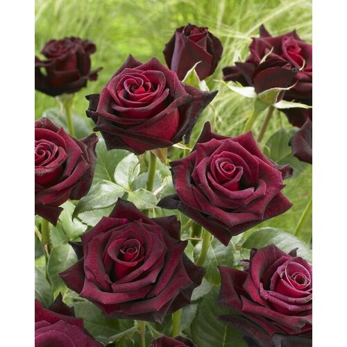 ������ ������ ������ ���� �����-��������� ���� ������� 5 ��. (1 ��������) ����