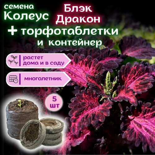 ������ ������ ������ ���� ������, ������ + �������� �������� Jiffy � �������, 5 �� ����