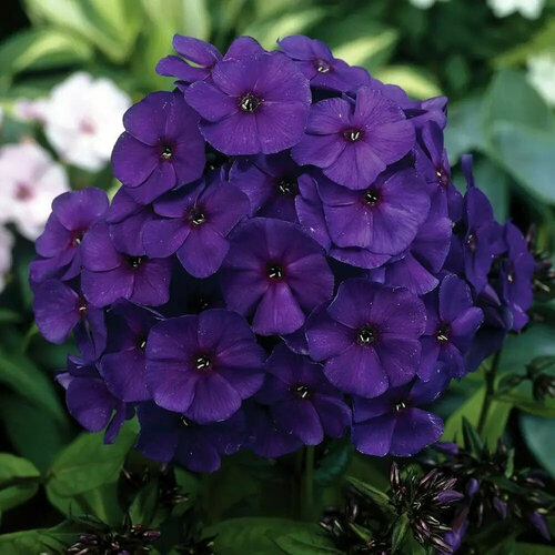 ������ ������ ������ ����� ����������� ���� 0,1 � (1 ��������) ����