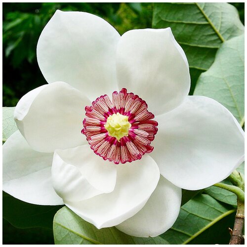 ������ ������ �������� ��������������� �������, ������, 5 �� ����