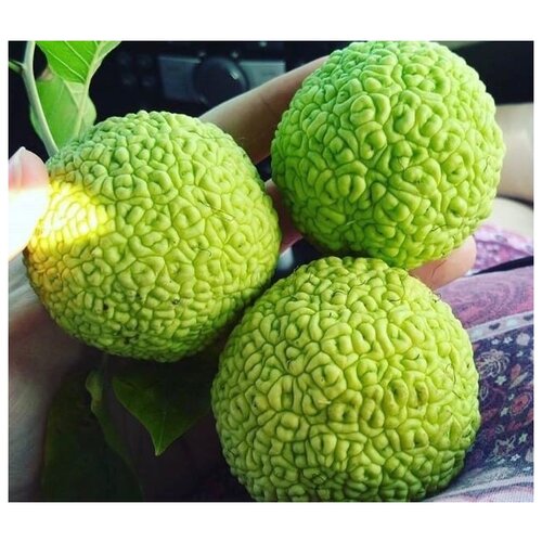 ������ ������ ������� ������� ������ ����