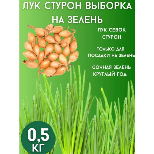 ������ ������ ��� ����� ������ �� ������ 0,5�� ����