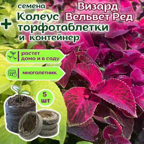 ������ ������ ������ ������ ������� ���, ������ + �������� �������� Jiffy � �������, 5 �� ����