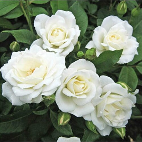 ������ ������ ���� ��������� ������� ����