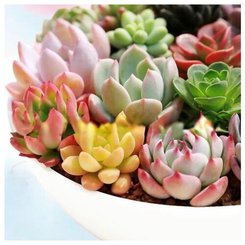 ������ ������ ���������� (������ ����) ����