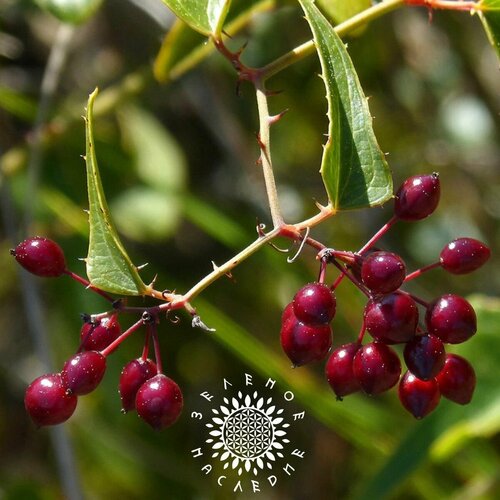 ������ ������ ������ ������� - ����������� (���. Smlax) 20 �� �� Green Legacy ����