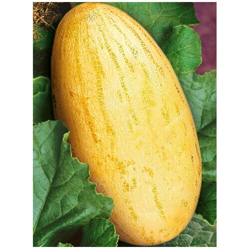 ������ ������ ������ ���� ������� (Mirza melon), 15 ���� ����