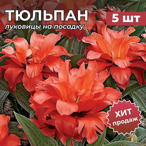 ������ ������ �������� �������� �� ������� 