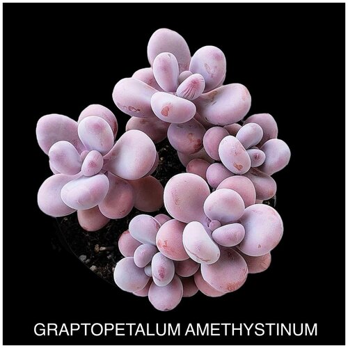 ������ ������ ������������� ����������� ����� ��� ����������� ����