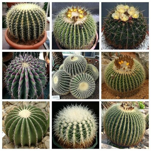 ������ ������ ����������� ���� ������, �������, ������ ����