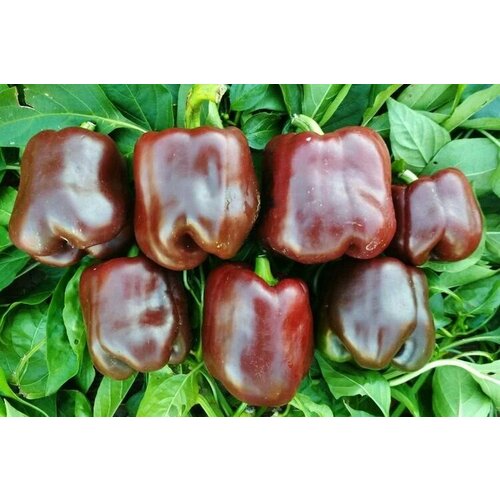 ������ ������ ������������� ������ ����� �������� ������� ����