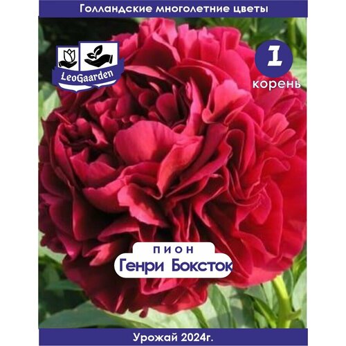 ������ ������ ���� ���������, ����� �������, 1 �� (��) ����