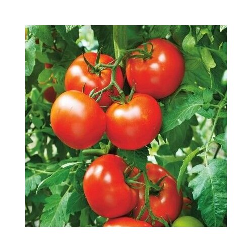 ������ ������ ������������� ������ ������ ��� �������� ����