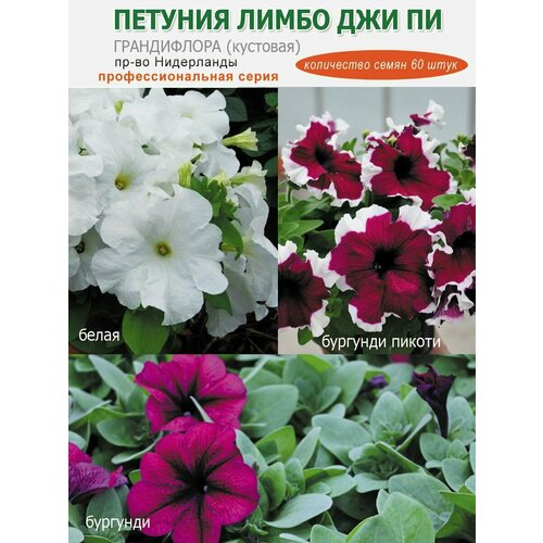 ������ ������ ������� ����������� ����� ����� ��� ��, 60 ���� ����