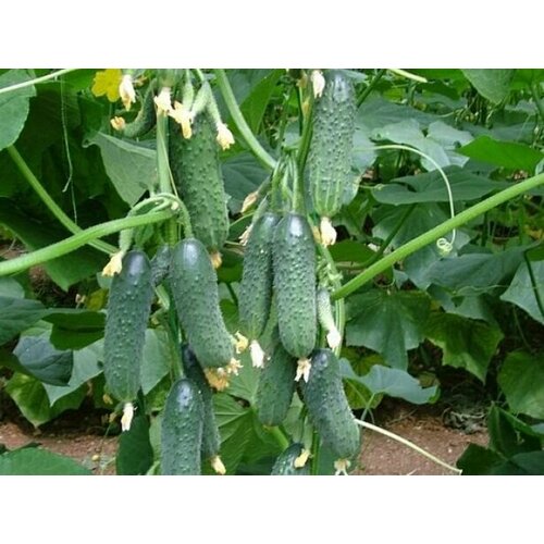 ������ ������ ������������� ������ ������ ���� F1 ����