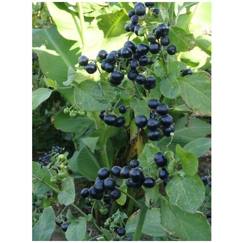 ������ ������ ������ �������� (Solanum retroflexum), 15 ���� ����