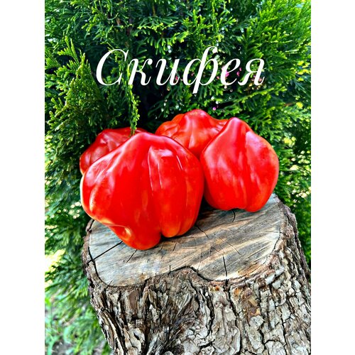 ������ ������ ������������� ������ ������ ������ ����