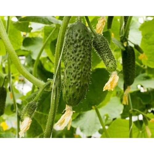 ������ ������ ������������� ������ ������ �� 4097 �� F1 ����