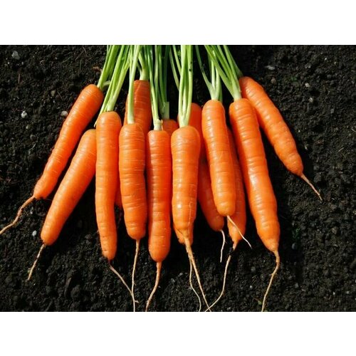 ������ ������ ������������� ������ ������� ������� F1 ����