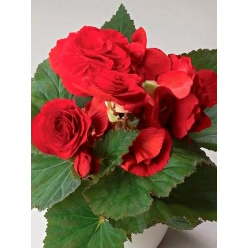 ������ ������ ������ ������� ������ F1 ������� ����