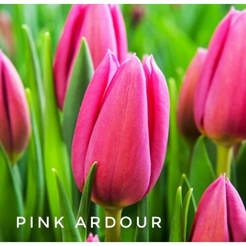������ ������ �������� Pink Ardour, ���� ������, 3 �� ����